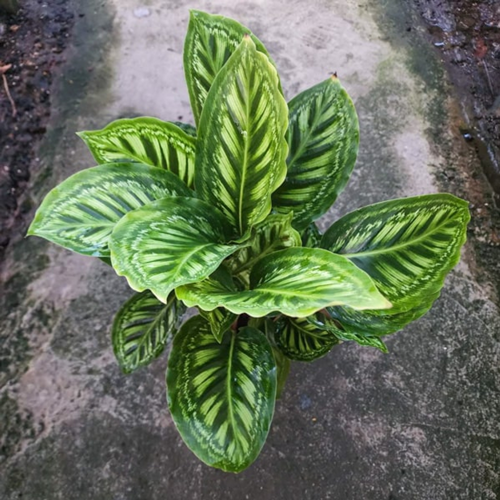 Калатея FLAMESTAR (#7)