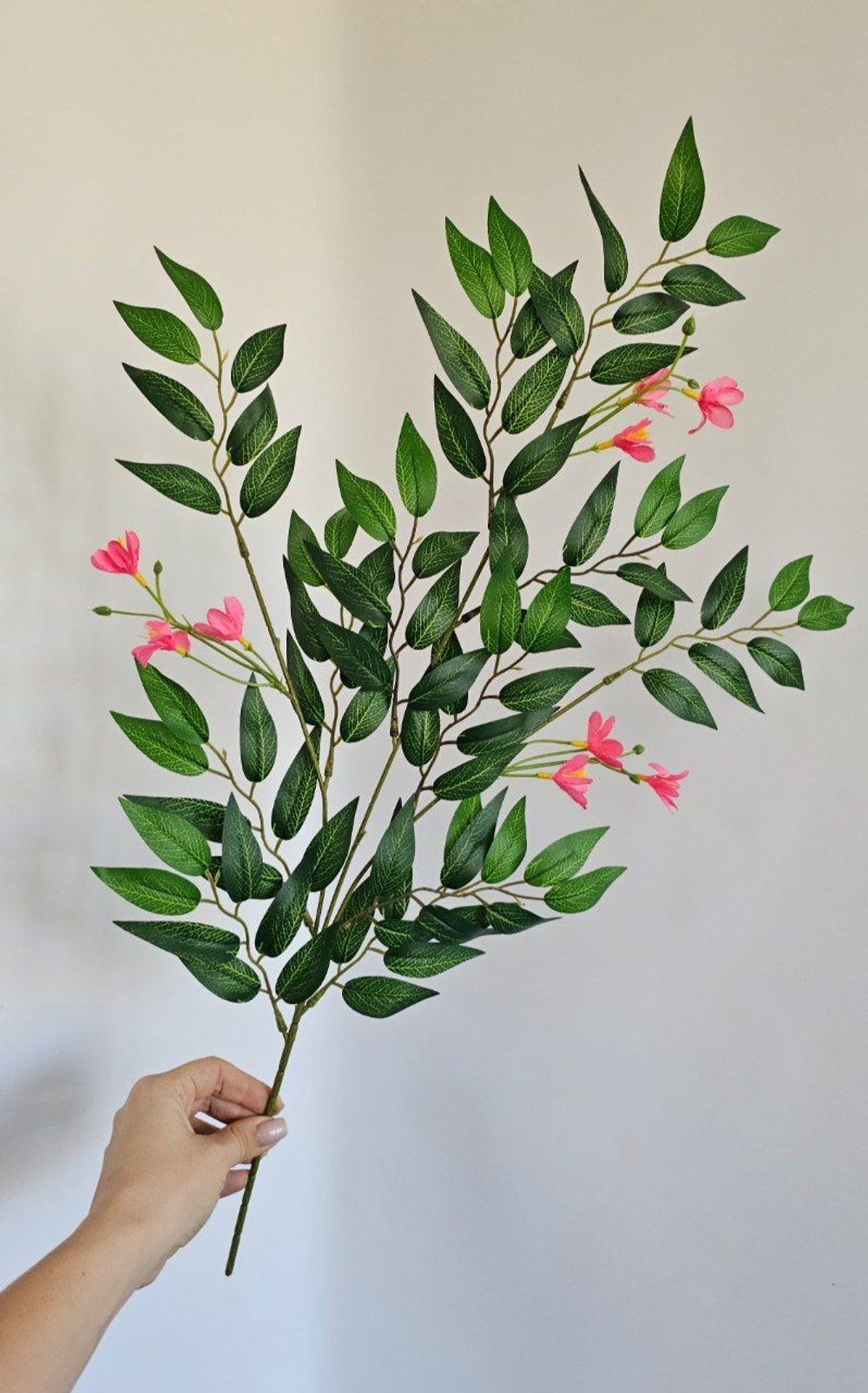 Рускус цветущий / Арт 1223