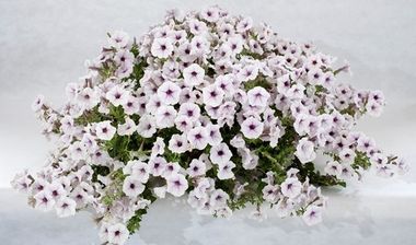 S57163 Петуния ампельная Pendolino Violet Ice 5 шт.