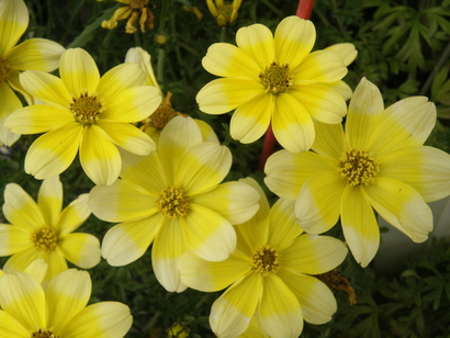 Биденс ЕВРО в наличии