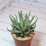 Aloe Humilis (Алоэ)