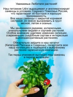 Плектрантус Мадагаскарский ароматный