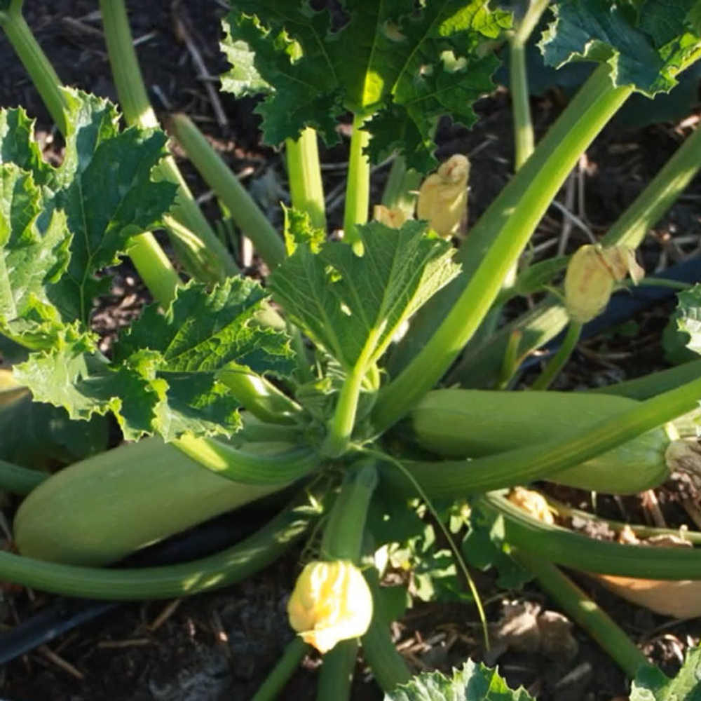 Азов F1 семена кабачка (Sakata / Саката)