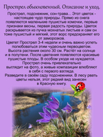 Подснежник Фиолетово-голубой прострел первоцвет