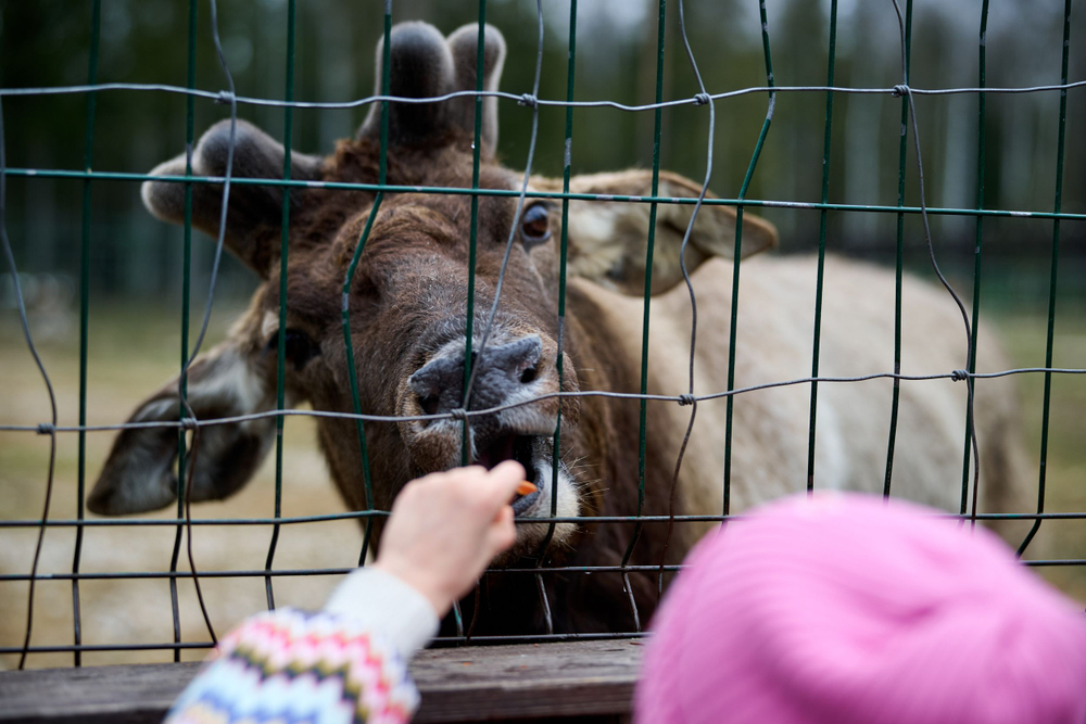 Праздник в стиле Гжель