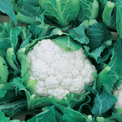 Бодилис F1 семена капусты цветной (Vilmorin / Вильморин)