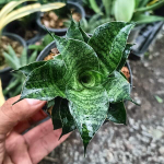 Сансевиерия MAHA NAKHON