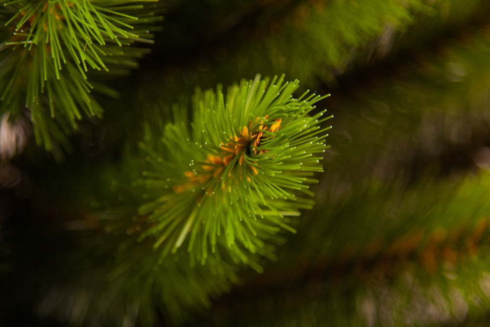 Сосна Русская 90см светло-зеленая в мешочке Triumph Tree