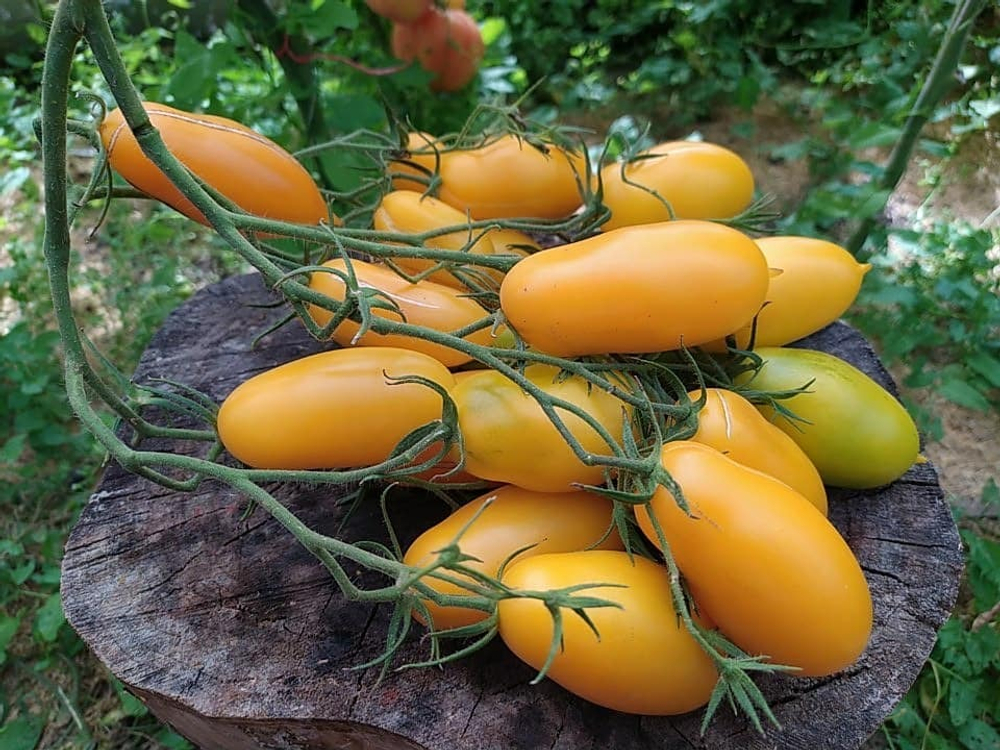 Нежность сорт томата