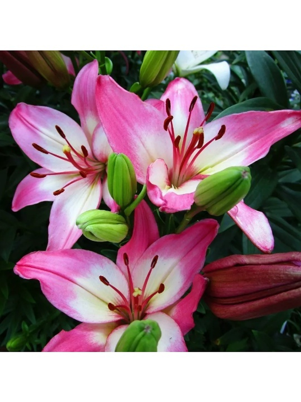 Лилия lollipop (Азиатский гибрид)