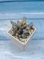 Adromischus Festivus grey (Адромискус)