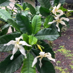 Табернемонтана пахисифон – Tabernaemontana pachysiphon