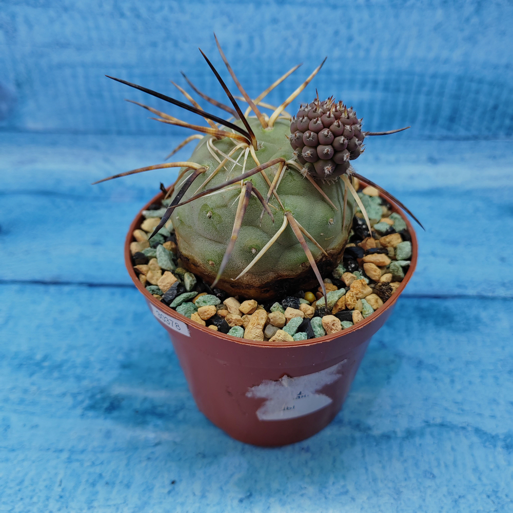 Tephrocactus Geometricus (Тефрокактус)