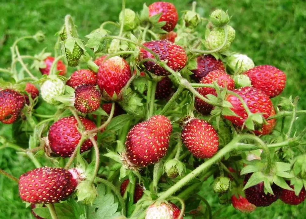 Земклуника Цукат мускатный Р9 Закупка М65 май-июнь 2026