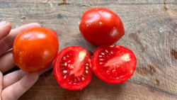 Мои лучшие семена томатов: сливки и бифы