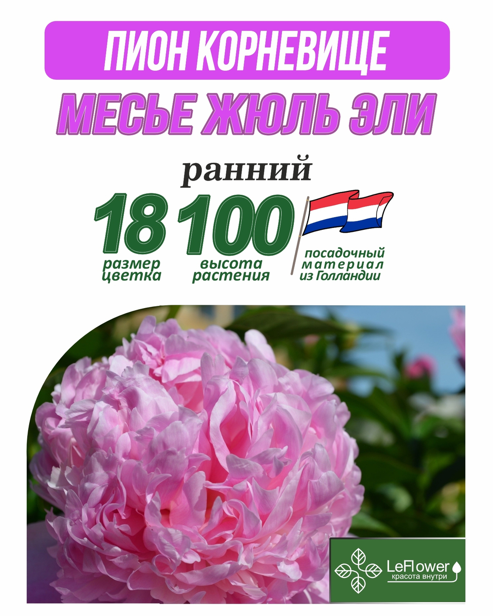 Пион Корневище, Месье Жюль Эли,  1шт ,Нидерланды