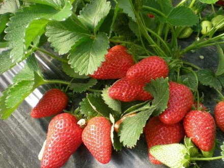 Клубника Лючия (Lycia)