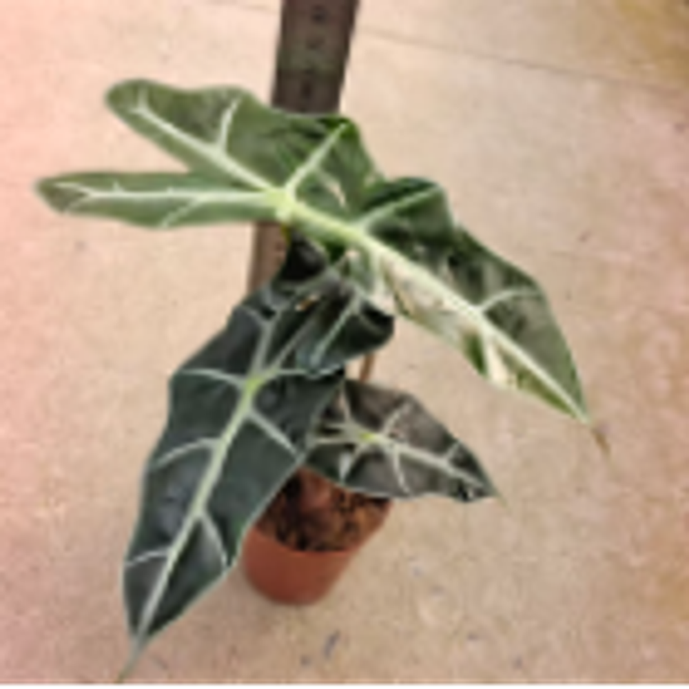 Алоказия  Polly  д.10