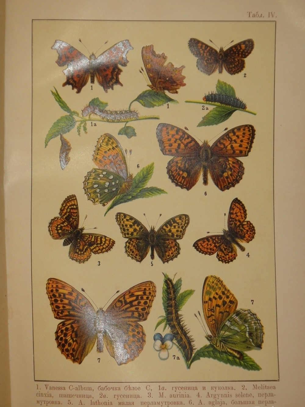 "Бабочки Европы. Описание наиболее известных видов и руководство к собиранию и определению бабочек и их гусениц". 1904г.
