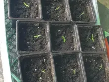 МЕЙ ШУАЙ F1 семена томата (Seminis | Alexagro)