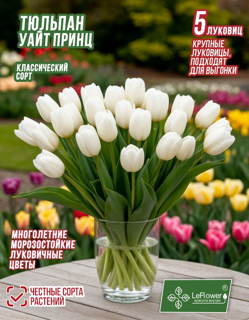 Тюльпан Луковица, Уайт Принц 5 шт крупные