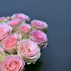 Букет 11 нежных роз под ленту (э)