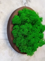 Панно из мха набор 3 шт.