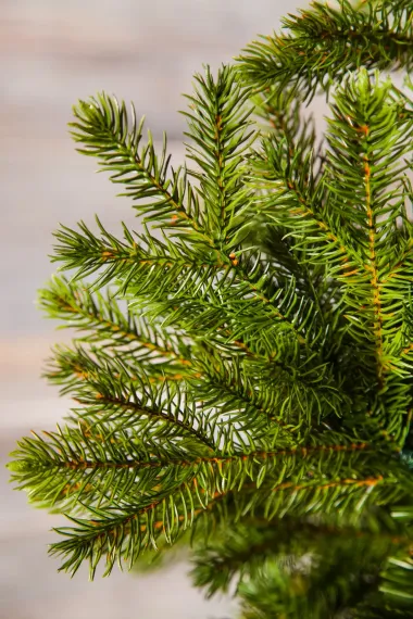 Можжевельник 155 см., зеленый, литая хвоя+пвх, Triumph Tree (72044)