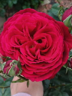 Роза Дарси Басселл Rosa Darcey Bussell