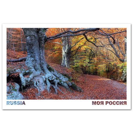 Буковый лес на склонах Демерджи, Крым