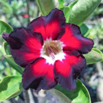 Адениум обесум 065 Hắc Long