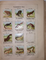 "Рельефный зоологический атлас. Часть третья. Пресмыкающиеся и рыбы.". Гагельберг. 1880 г.    Антикварная книга