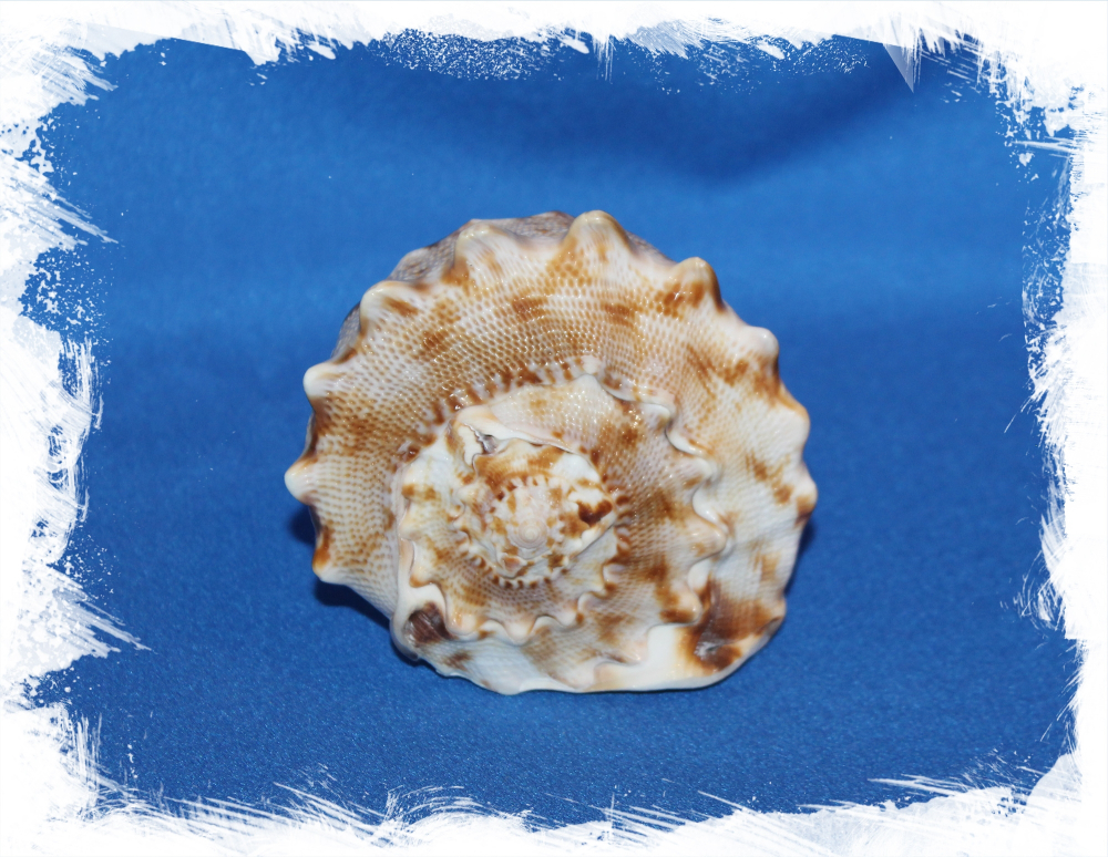 Кассис Корнута 9 - 11 см