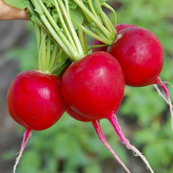 СЕЛЕСТА F1 семена редиса (Enza Zaden | Alexagro) – фото 3