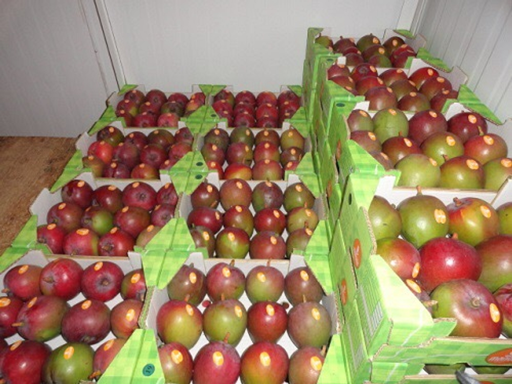 манго сорт "Tommy Atkins" - Бразилия