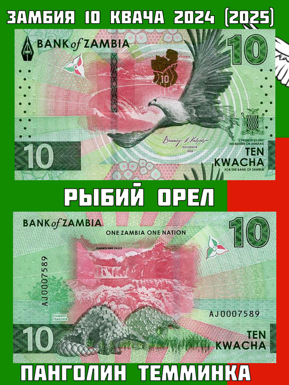 Замбия 10 квача 2024 (2025) Панголин Темминка UNC