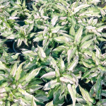 Сингониум WHITE PRINCESS