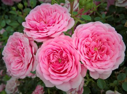 Старлет Роз Ева (Starlet-Rose Eva)