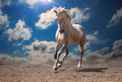 Коллекция Животные