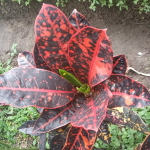 Кротон SIDOMUKTI