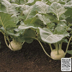 Корист F1 семена капусты кольраби (Bejo / Бейо)