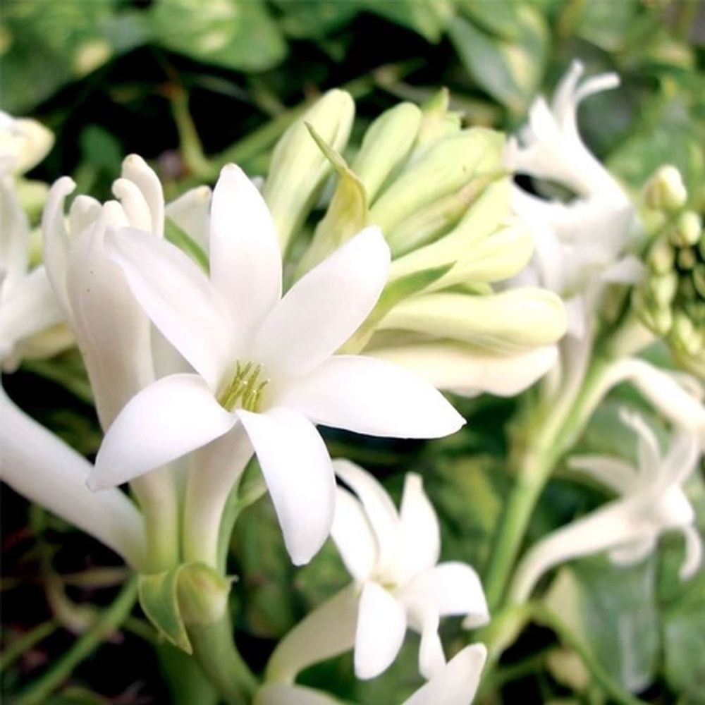 Гардения и тубероза (Gardenia Tuberose)