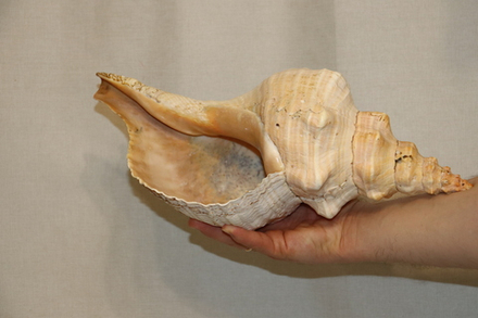 Раковина Плеуроплока гигантея (Pleuroploca gigantea) 1 шт., 42 см