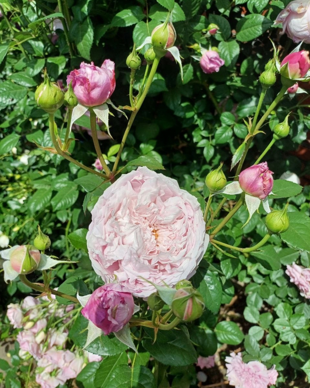 Роза Алан Тичмарш Rosa Alan Titchmarsh