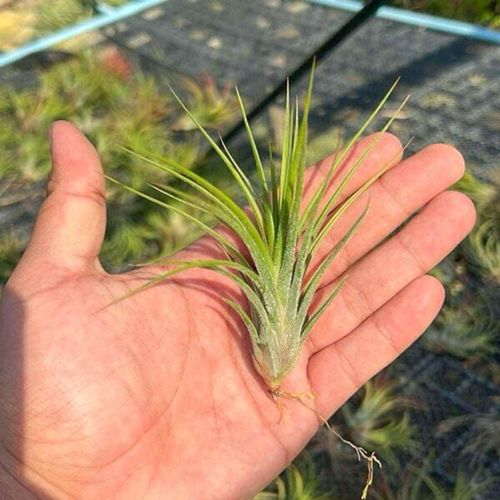 Тилландсия ionantha x pruinosa