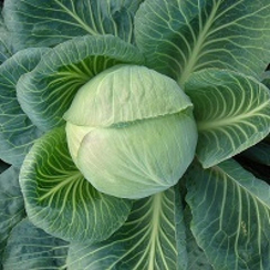 Арривист F1 семена капусты белокочанной (Seminis / Семинис)