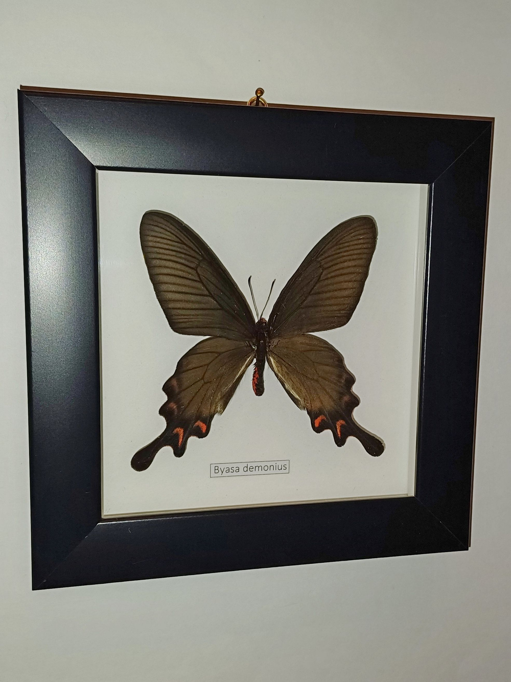 Бабочка Byasa demonius в рамке