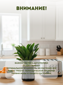 Драцена Sun God д.11, горшок с автополивом