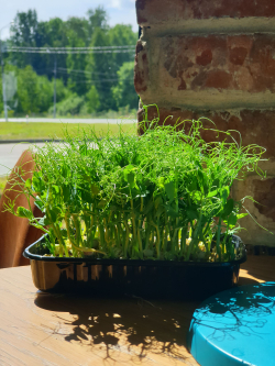 Семена горох зеленый Мадрас, микрозелень 5кг. Горох для проращивания