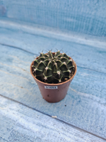 Gymnocalycium Friedrichii (Гимнокалициум)